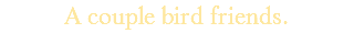 A couple bird friends.