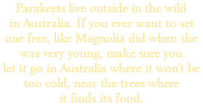 Parakeets live outside in the wild in Australia. If you ever want to set one free, like Magnolia did when she was very young, make sure you let it go in Australia, where it won't be too cold, near the trees where it finds its food.